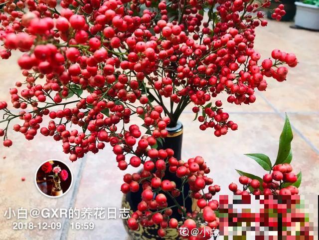 9种有毒花，出门见到要离远点，家里有老人小孩的要注意