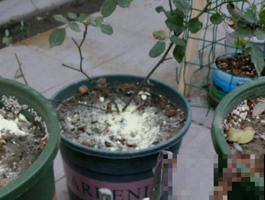 老花农透露的5个小偏方，养啥花都旺，叶子嗖嗖长！