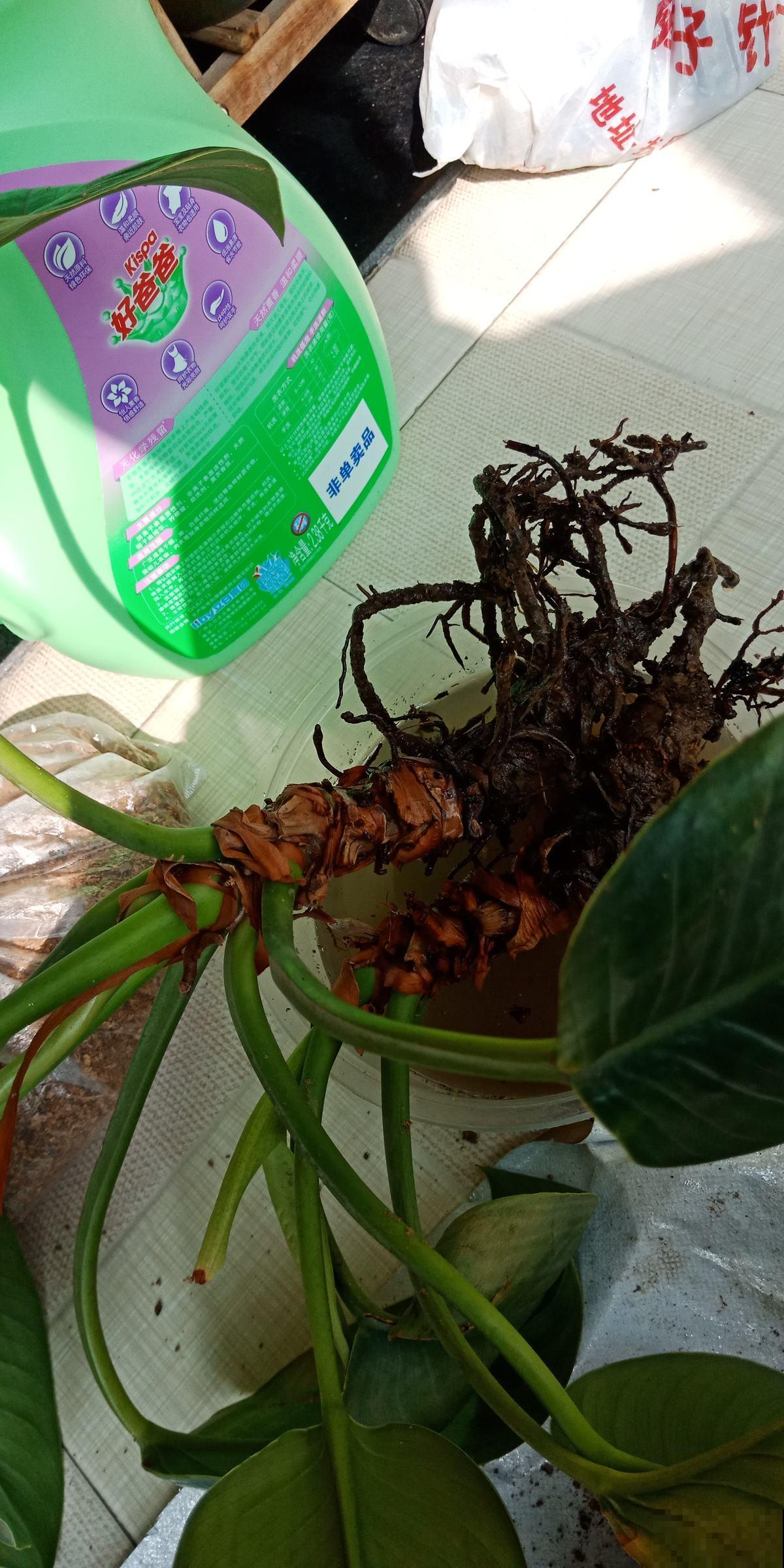 换完盆没几天，植物怎么突发黄叶枯叶？原来是没注意这2点！