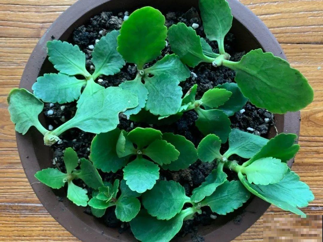 8种花，开完花别急着丢，剪一刀还能继续开