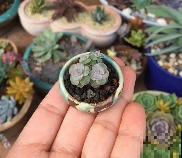 君子兰越小越值钱，养了4年，只有硬币大！