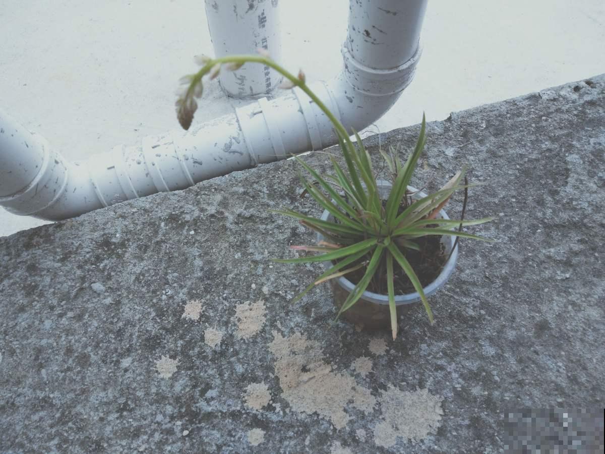 野外偶遇谷精草，一丛丛美丽茂盛，挖回家还有妙用！