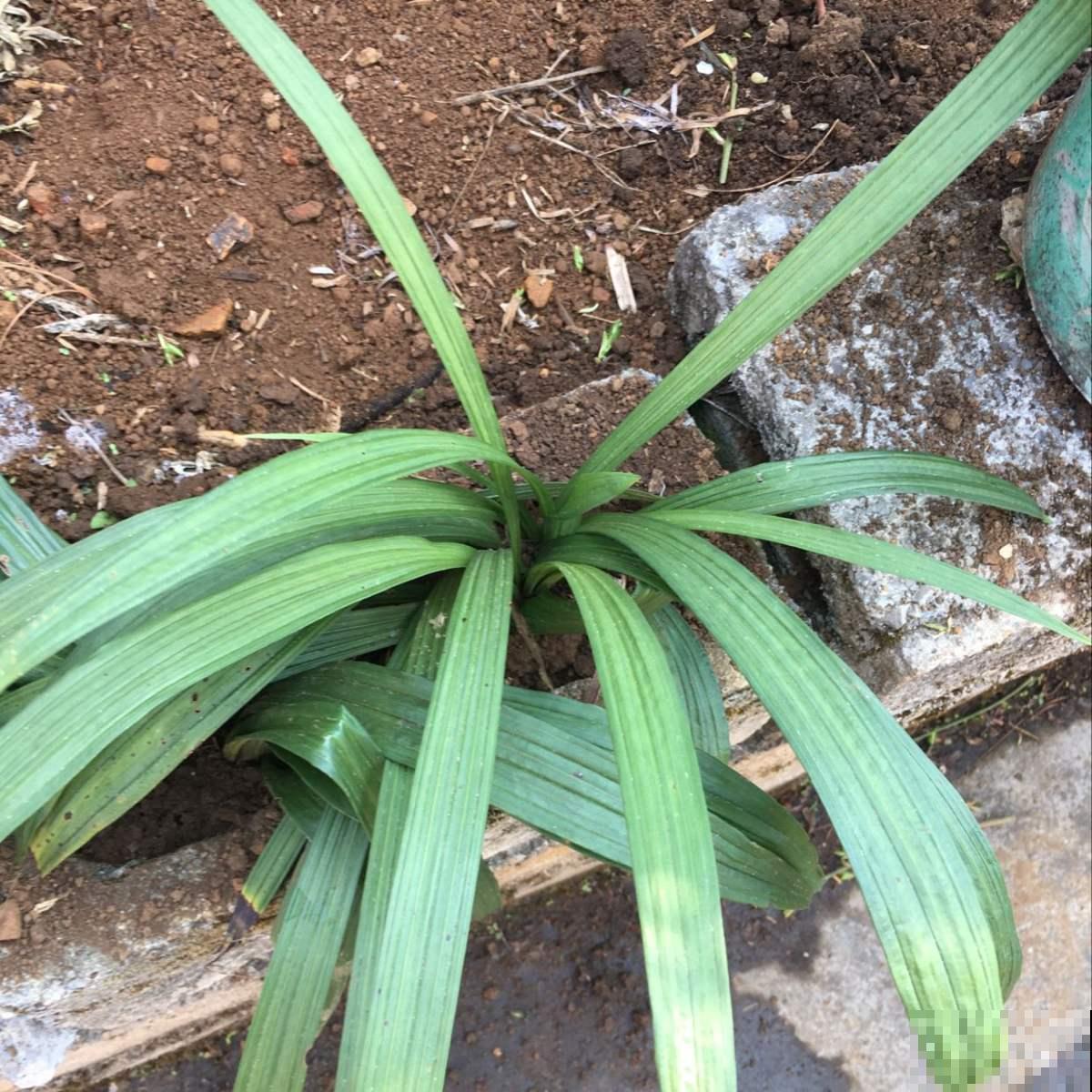 吊兰还有野生的？原来名字叫仙茅，有人专门种了卖大钱！