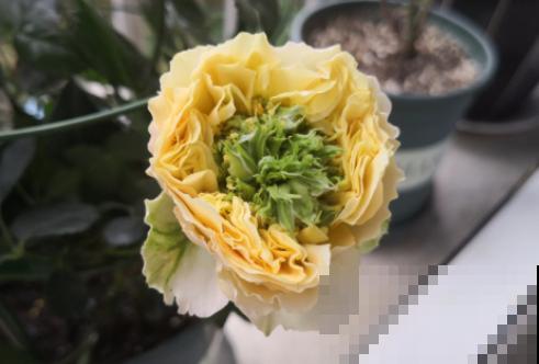 最丑月季花，不服来战，看完眼睛要瞎了！