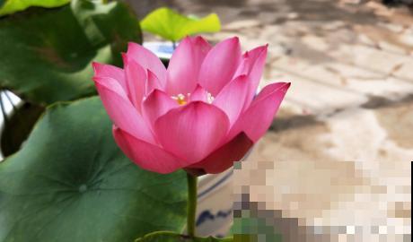 春天种碗莲，只需1粒种子1个碗，坐在家里裳荷花！