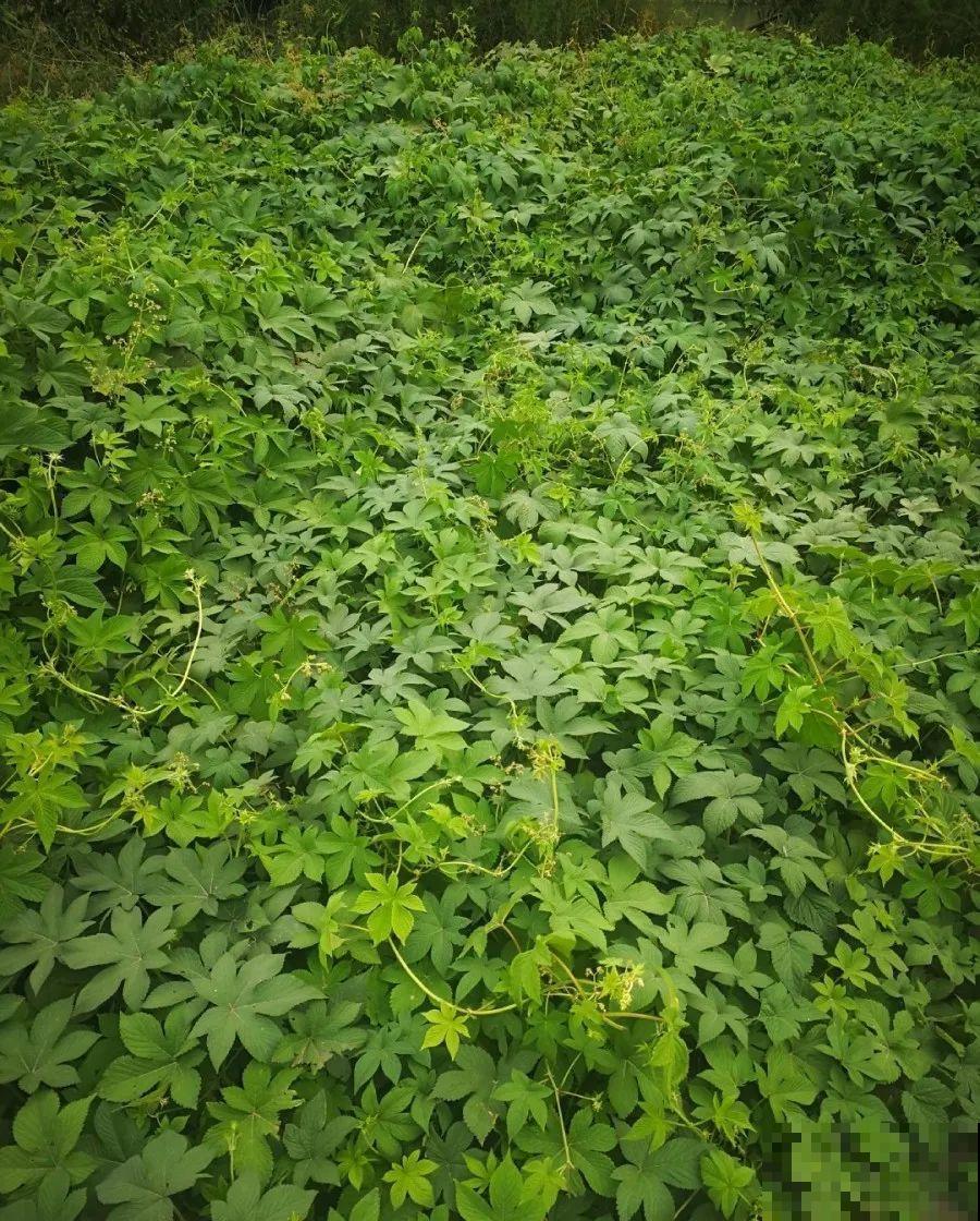 这个品种的酢浆草，发现了就得拔光，要不花都死翘翘