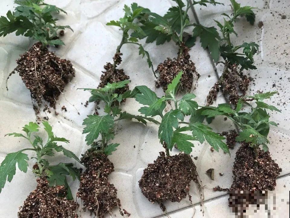20种常见花，扦插方法大全，不用再花钱买了！