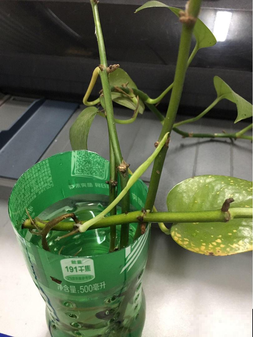 绿萝剪一剪，插到水里，一星期长满大白根，呼呼爆盆！