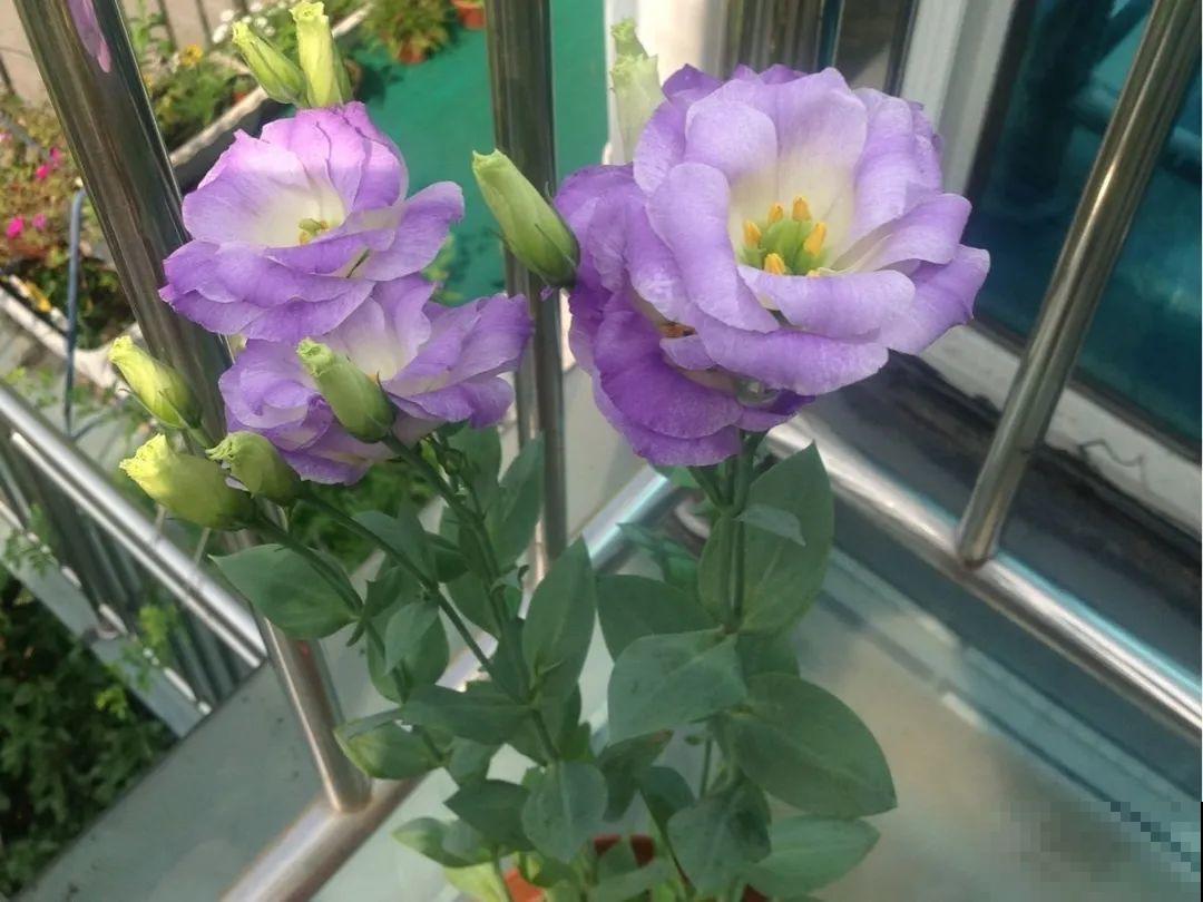 6种花一天不浇水，叶子就耷拉，缺水3天就死翘！