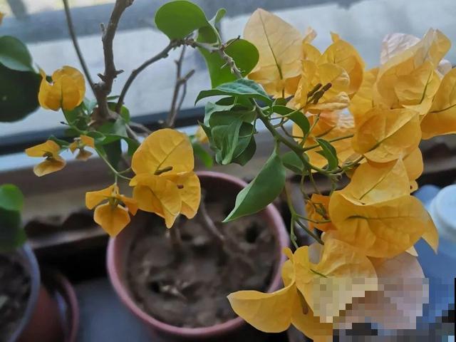 现在养三角梅，长的快、开花多，想开几次都行！