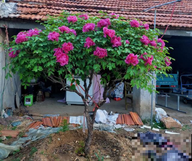 3米高的牡丹树，开花满院子飘香，太壮观了！