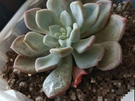 花叶子噗噗冒水珠，恭喜你，把花养灵了！