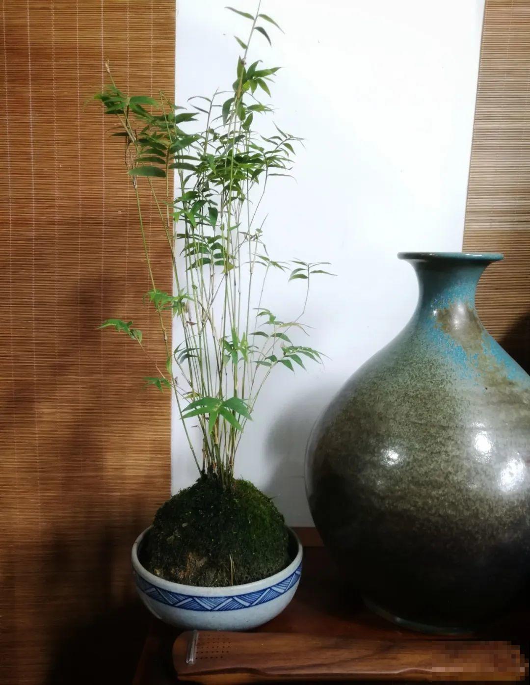 客厅养盆镇宅花，除异味、保家宅，越养家越旺！