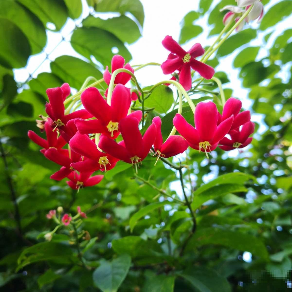 使君子这植物听过吗？绝对是花中美人，一开花倾倒万千花友！