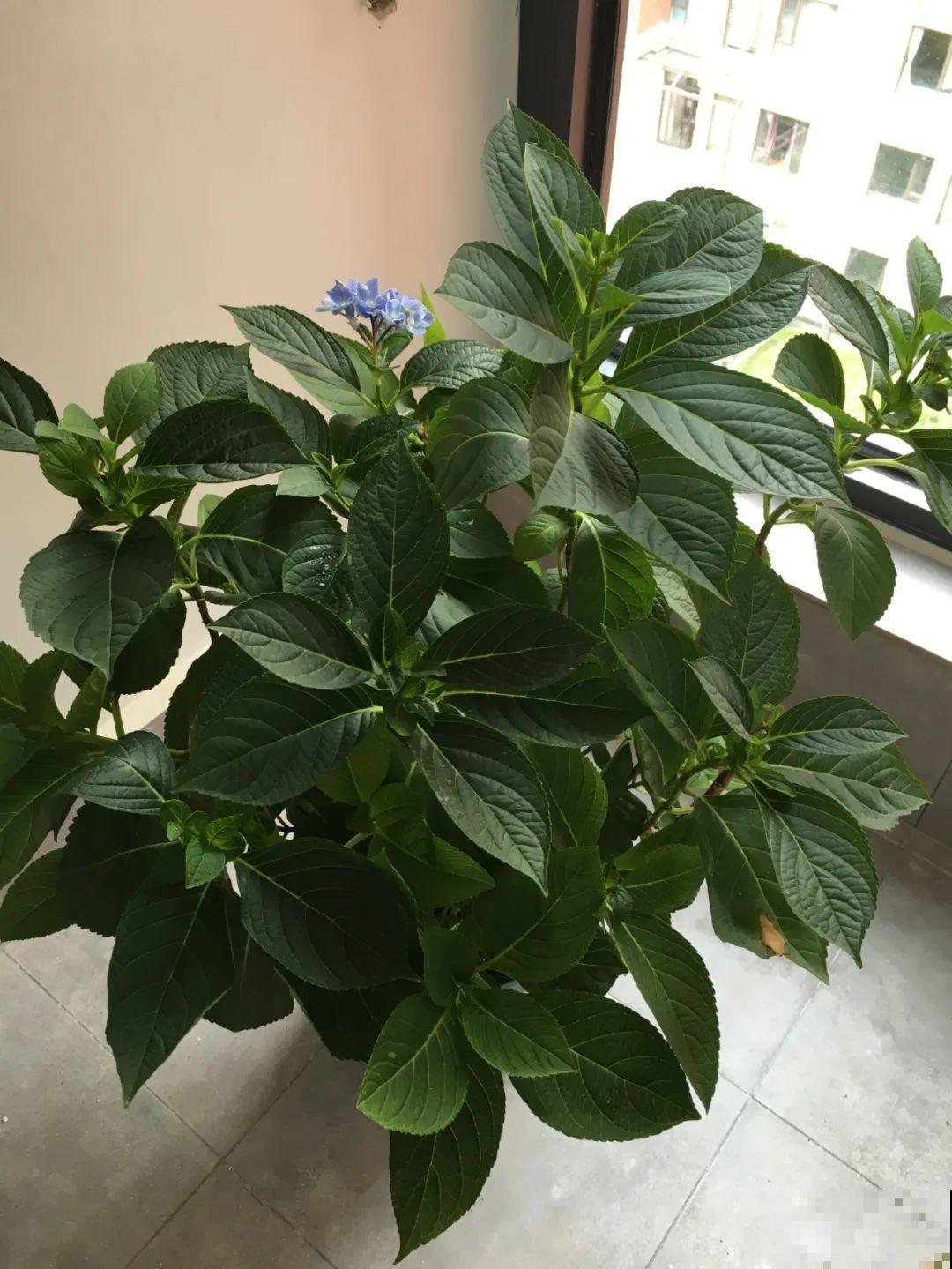 5种花别乱浇水，浇错了，花黄叶又烂根