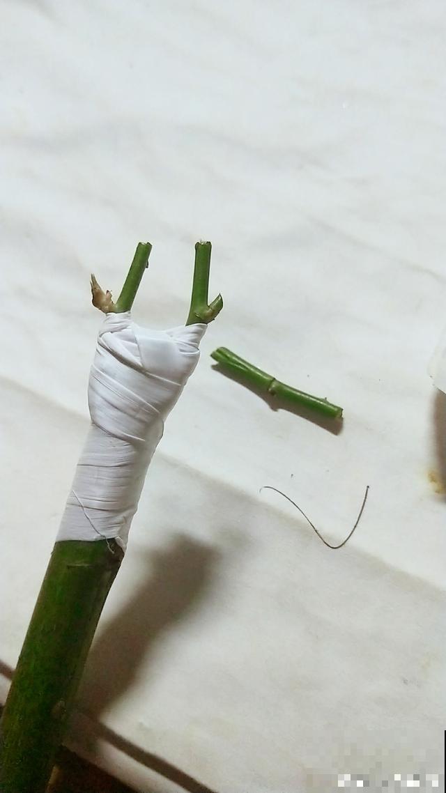 普通的月季苗，他养2年，变成一棵大花树，咋做到的？