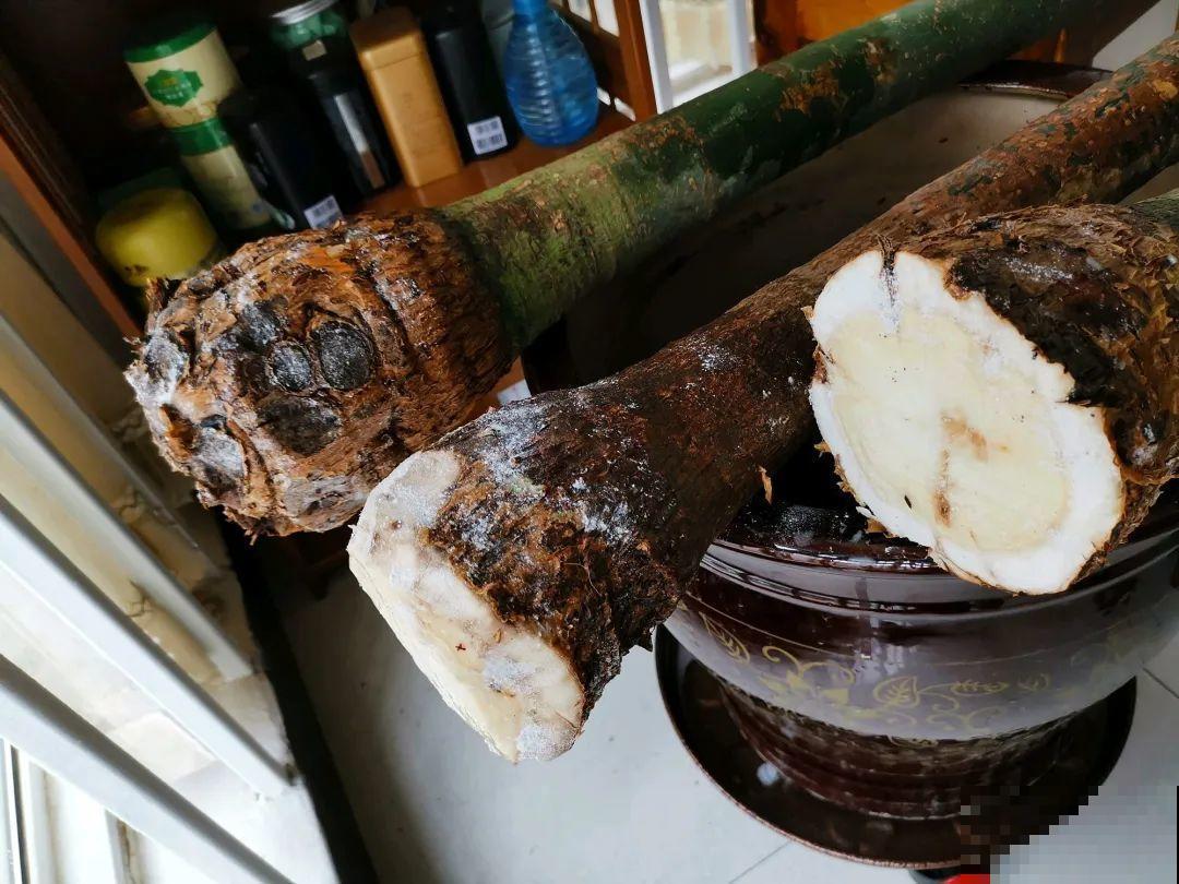 换盆的最佳时机到了，换完花儿就疯长，错过会后悔！