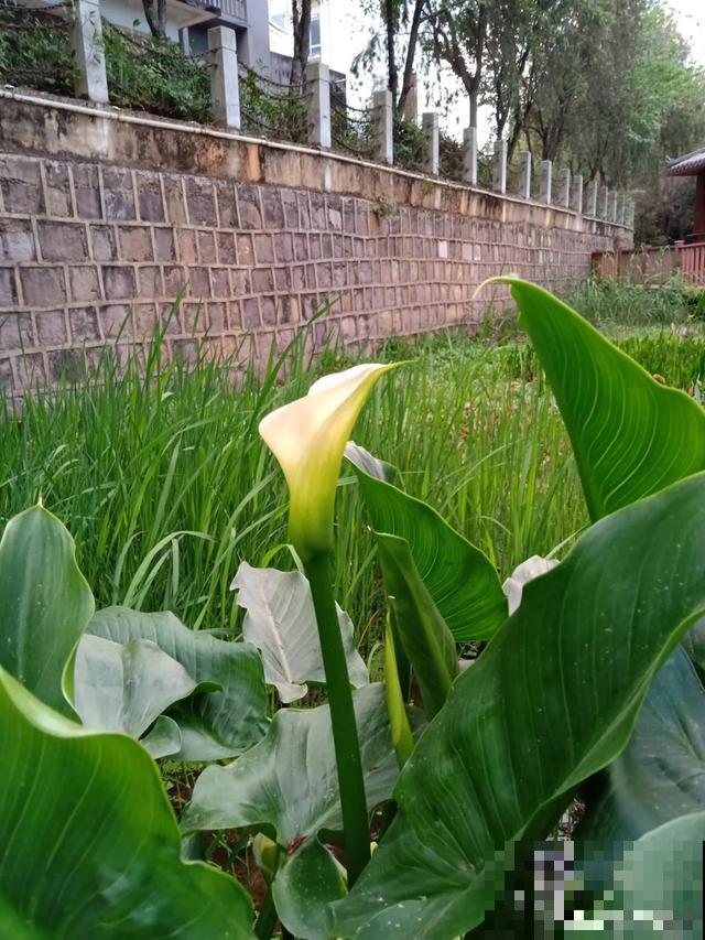 10种爱喝水的花，1天1大桶，反而越来越疯长！