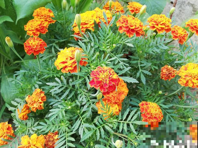 家里养这5种花，驱蚊杀菌除异味，蚊虫都变少了！