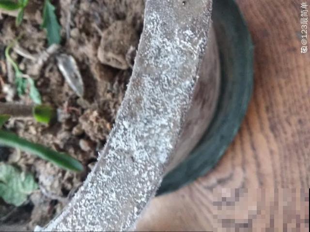 春天给花埋点它，就不用换盆了，保证土肥得流油！