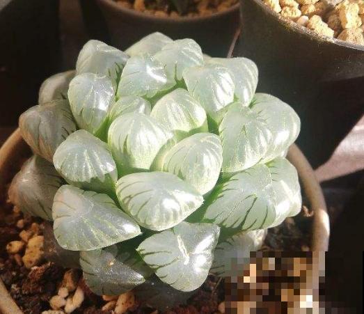 玉露长得晶莹剔透，叶子似碧玉，原来全靠闷养，一个塑料瓶解决！