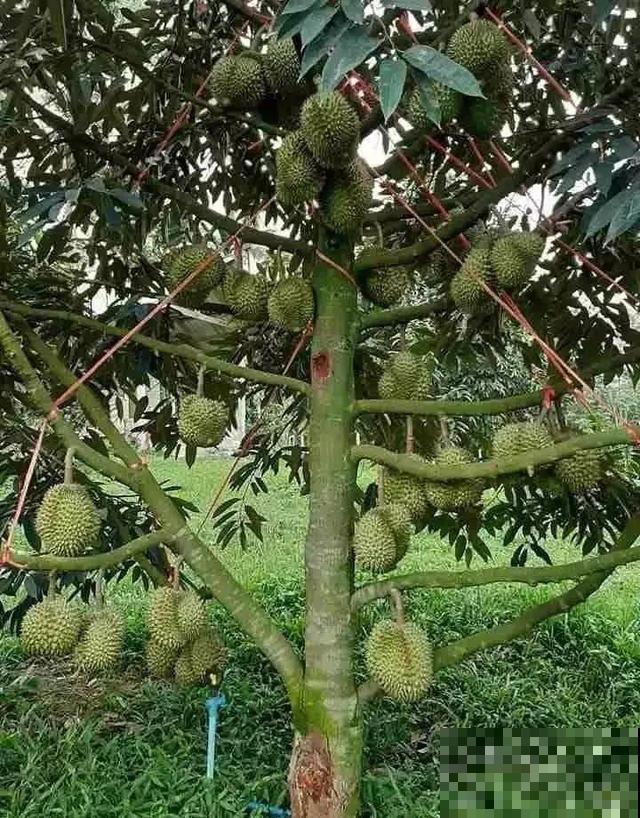 6种植物不按套路生长？你吃的水果，就是这么长出来的！