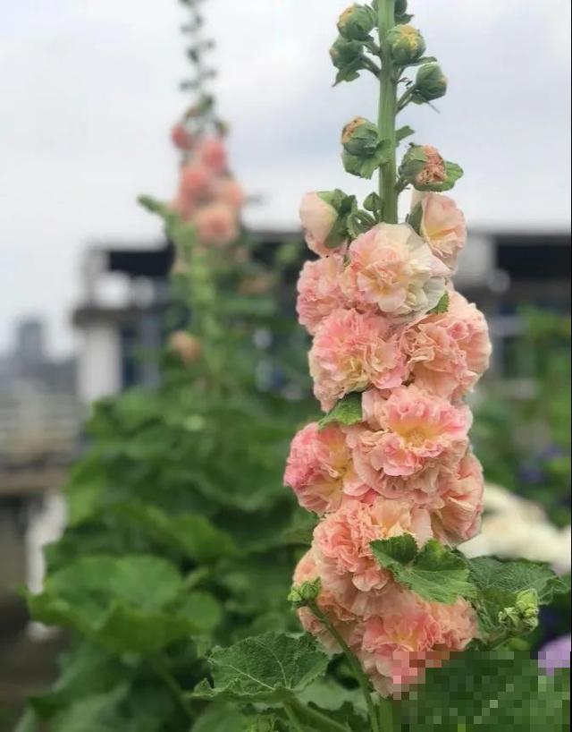 没有院子的人，在房顶养花，日子美如画！