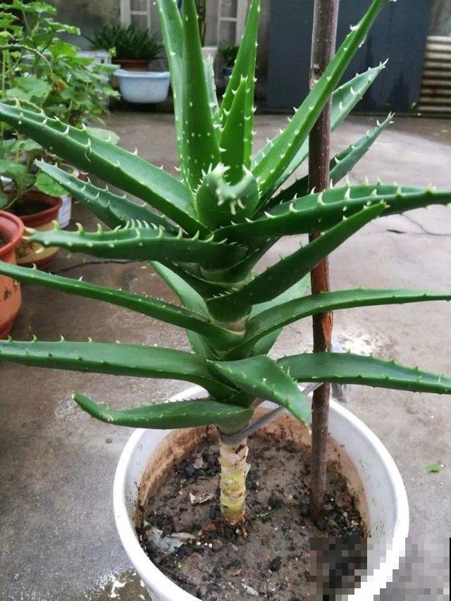 6种花能养成巨无霸，摆在家门口，路过的都称奇！