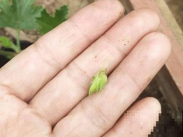 橡皮树春天要打顶，独杆变成大伞盖，叶子挤满盆！