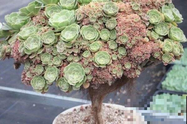 这些多肉长变态了，越长越丑，居然还这么贵！