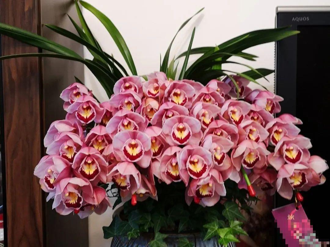 8种花，开完花别急着丢，剪一刀还能继续开