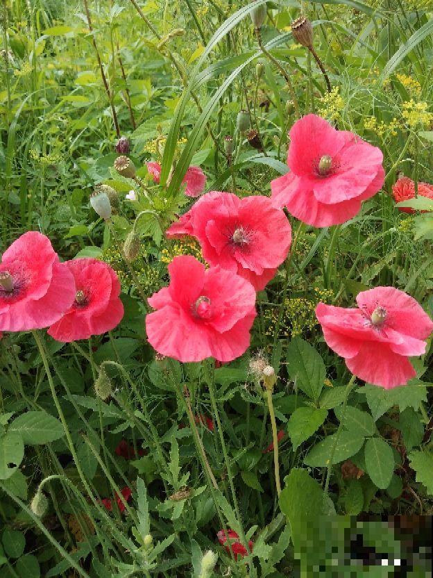 春天养这7种草花，开花像彩虹，养两盆就能把春天带回家