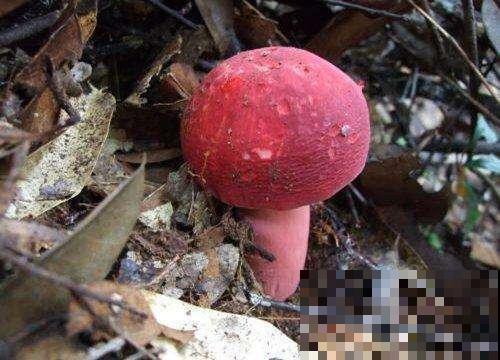 上山挖到红蘑菇，大家不敢吃便丢掉，查了才知道价值很高！
