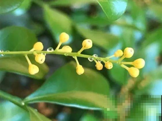 花叶子噗噗冒水珠，恭喜你，把花养灵了！