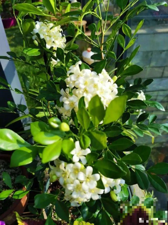 卧室别养这8种花，香得头昏脑胀，对身体有大害处！