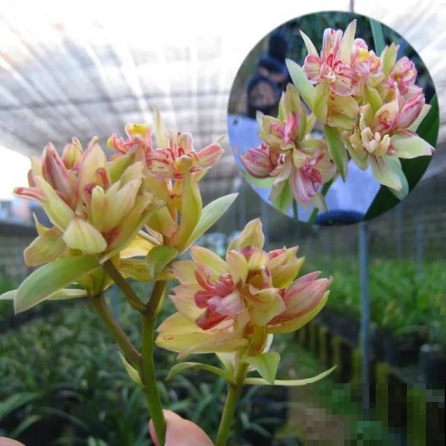 6种兰花，一开花香飘满屋，越养越值钱！