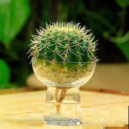 15种花超好活，掰个叉丢水里，自己发芽开出花！