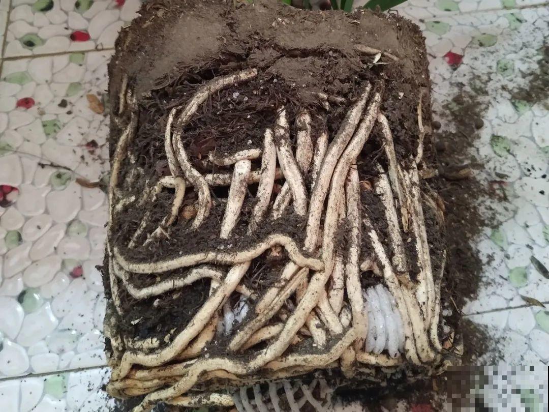 注意，绣球出现这种情况不能换盆，小心换完就死！