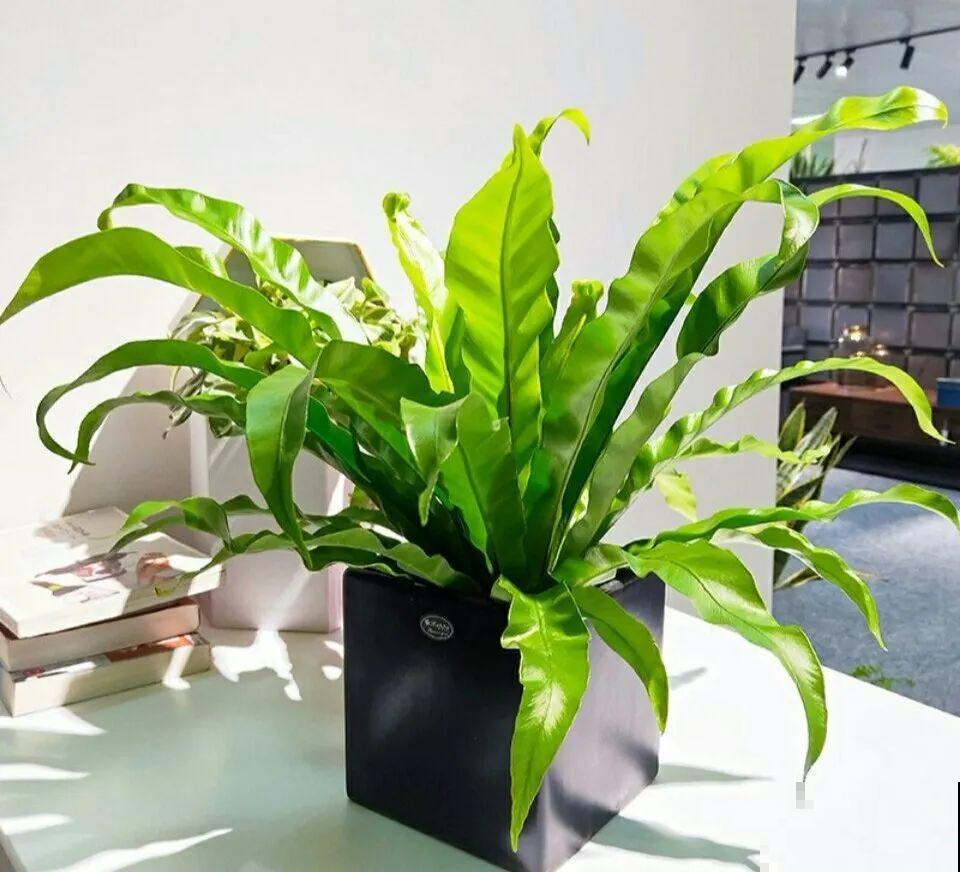 有品位的人，都爱这10种花，养一盆特有面子！
