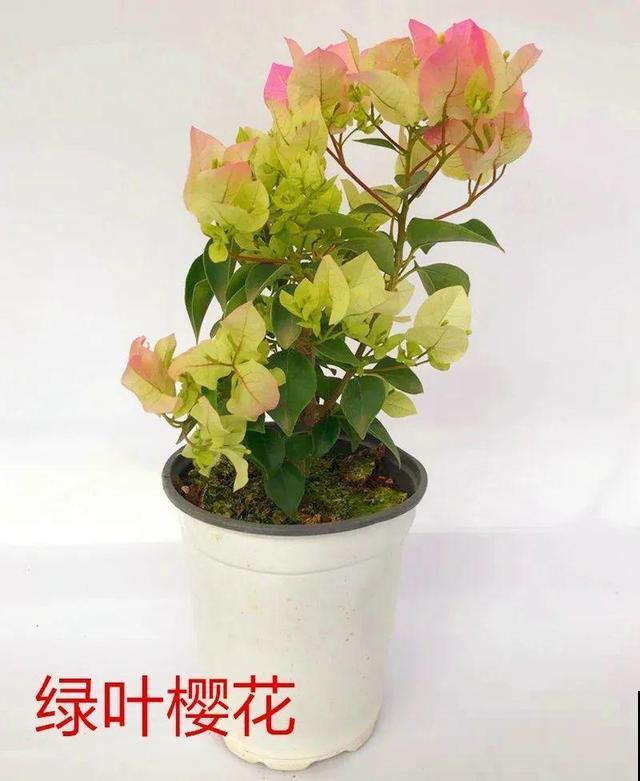 现在养三角梅，长的快、开花多，想开几次都行！