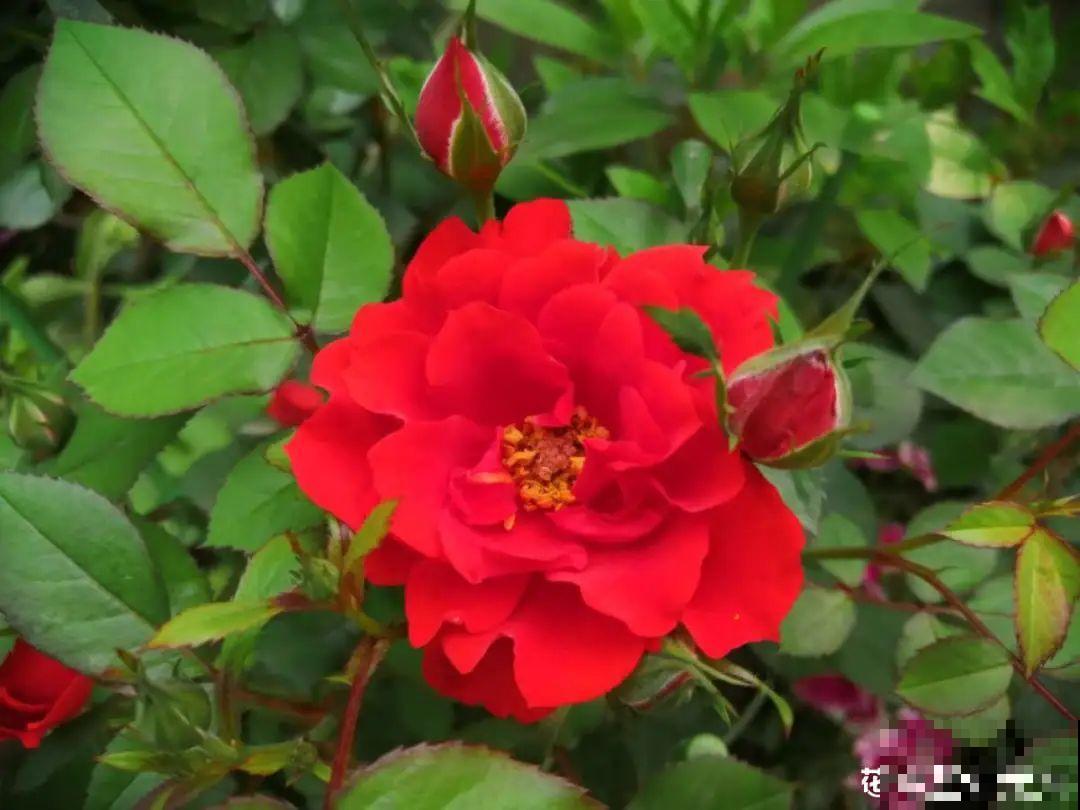 家里有这花，可以控制开花，想开几次都行！