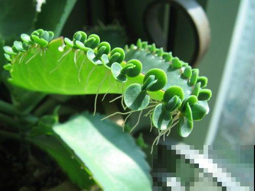 野外挖了一棵漂亮植物，一年繁殖上百盆，亲戚朋友都分遍了！