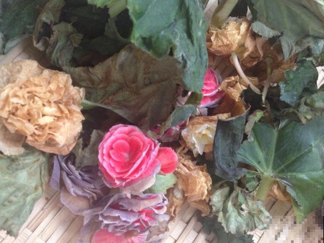 8种花，开完花别急着丢，剪一刀还能继续开