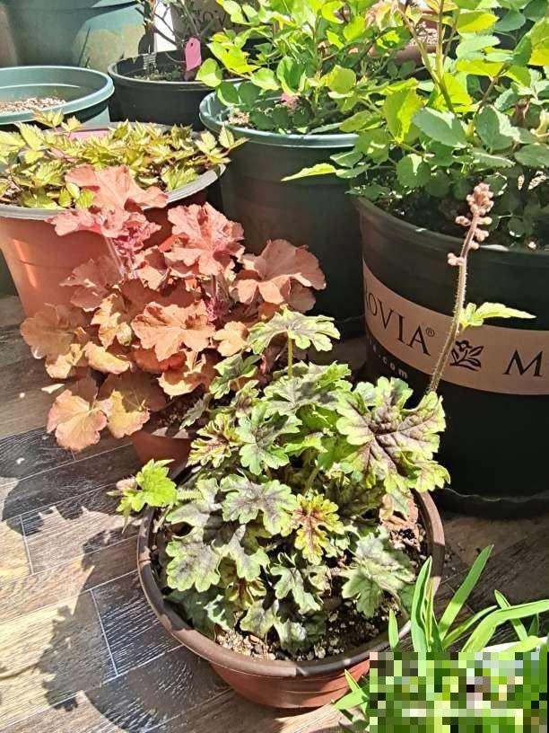 院子一半强光一般阴凉，那就养这6种花，喜阳耐阴好养活！
