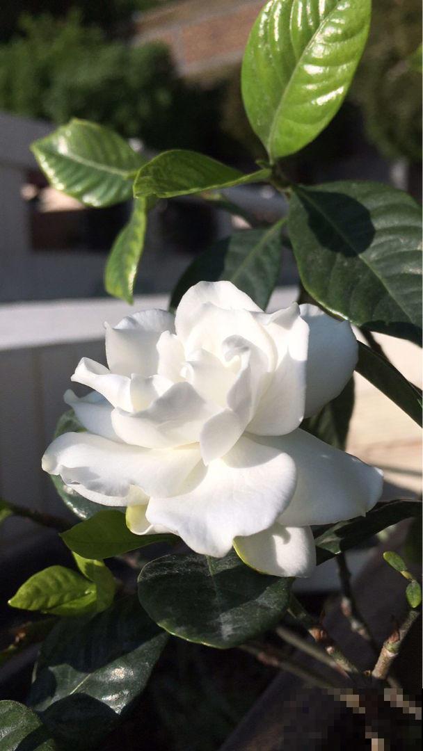 春季栀子开花季，香气浓郁个头大，邻居闻到都馋了！
