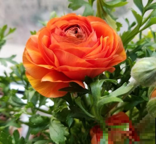 有种“芹菜花”，开花跟牡丹似的，花朵丰满又艳丽！