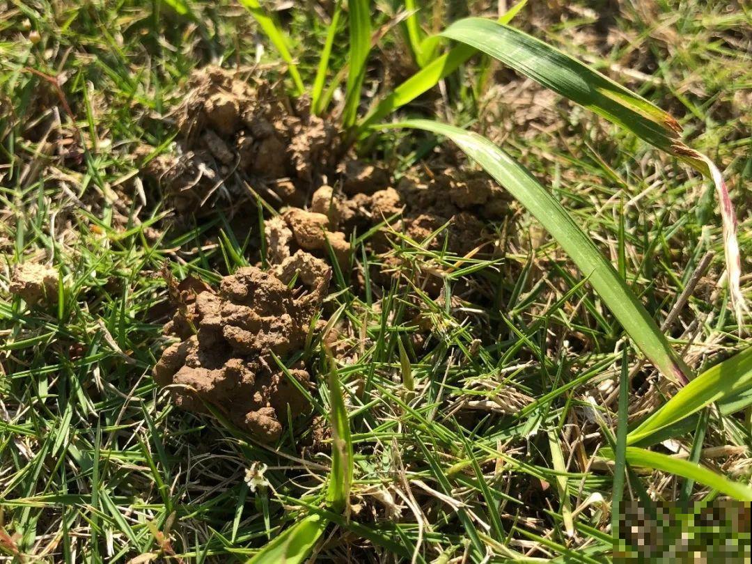 20种自制营养土，肥的流油，不用花钱买！
