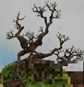 原来山上的破木桩也能成盆景，尤其是这植物，看见立马揣怀里！