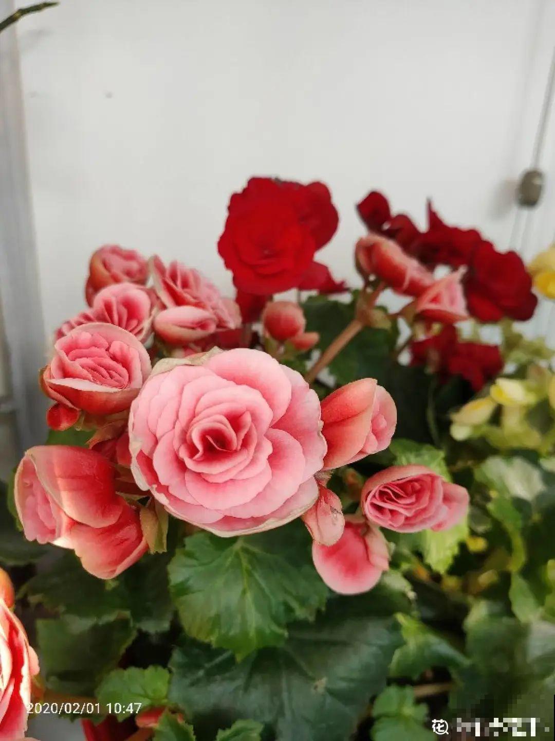 5种花别乱浇水，浇错了，花黄叶又烂根