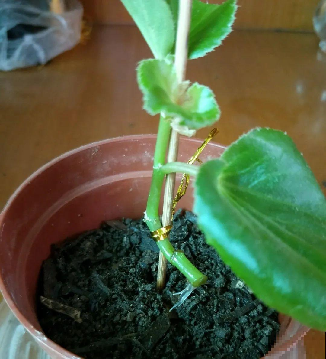 天热了，8种花不能乱浇水，小心浇完就死！